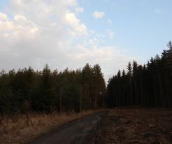Holýšov, polesí Vytůň / Holýšov, Vytůň forest