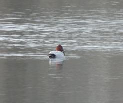 Polák velký / Pochard, Horšov, game reserve, Feb 28th 2021