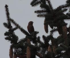 Křivka obecná / Crossbill, male, Holýšov, Oct 30th 2020