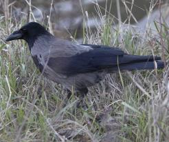 Vrána šedá / Hooded Crow, Dec 27th 2022, Bratislava © P. Růžek