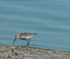 Jespák obecný / Dunlin, Nechranice dam, Sep 9th 2020