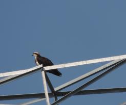 Orlovec říční v Maškrově / Osprey in Maškrov