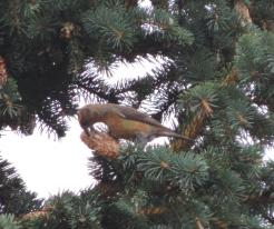 Křivka obecná / Crossbill, male, Holýšov, Oct 30th 2020