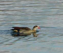 Husice nilská / Egyptian Goose, Velký Bolevecký pond, Plzeň, Nov 22nd 2020, © Lucka V.