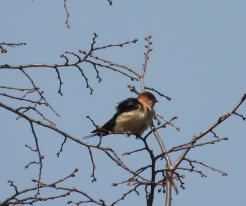 Vlaštovka skalní / Red-rumped Swallow, Apr 27th 2021, Plzeň, přehrada České údolí 