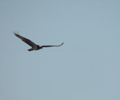 Orlovec / Osprey, Dolní Metelsko Apr 10th 2020