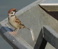 Vrabec polní / Tree Sparrow, Tchořovice, Starý pond, May 19th 2020