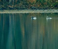 Potápky rudokrké / Red necked Grebes, Moravičany, Nov 17th 2021, © T. Grim