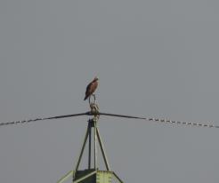 Orlovec říční / Osprey, Lenešický pond, Sep 16th 2020