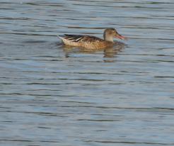 Lžičák pestrý / Shoveler, Drachensee, Aug 27th 2020