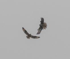 Raroh a pustovka / Saker and Short-eared Owl, Kojetín, Sep 24th 2020 © J. Grünwald
