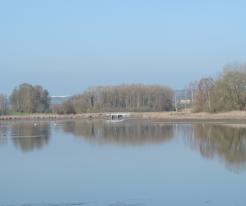 Přehýšov, kolonie volavek popelavých / Přehýšov, colony of Grey Herons