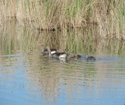 Husí rodina / Family of Greylag Goose, Zbůch, rybník (pond) Odval, May 17th 2020
