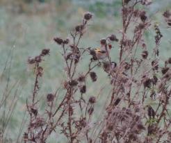 Stehlík obecný / Goldfinch, Holýšov, Nov 1st 2020