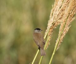 Sylvia atricapilla