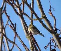 Zvonohlík zahradní / Serin, Ves Touškov, 9th Jan 2021