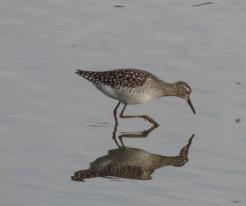 Vodouš bahenní / Wood Sandpiper, Křakov, Apr 24th 2020