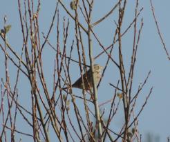 Strnad luční / Corn Bunting, Racov, Apr 4th 2020