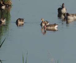 Husa s límcem P30 / Geese with neck collar P30, Líně, Jun 28th 2020