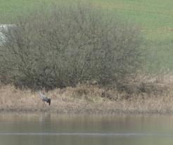 Jeřáb popelavý / Crane, Jivjany Apr 4th 2020