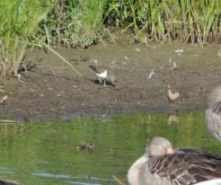 Pisík obecný / Common Sandpiper, Drachensee, Aug 27th 2020