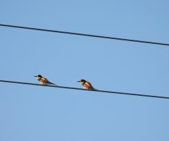 Vlha pestrá / European Bee-eater, Darmyšl, 14. 5. 2022 / May 14 th 2022 © L. Schröpfer