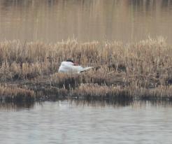 Rybák velkozobý / Caspian Tern, Líně, Apr 17th 2021