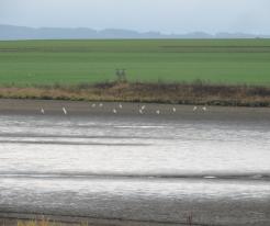 Volavky bílé / Great White Egrets, Nov 17th 2020, Dolní Metelsko