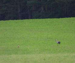 Jeřáb s mládětem / Crane with chick, Tuněchody, May 2nd 2020