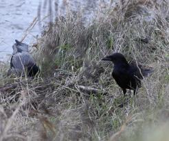 Vrána černá / Carrion Crow, Dec 27th 2022, Bratislava © P. Růžek