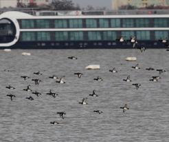 Polák chocholačka / Tufted Ducks, Šamorín, Dec 28th 2022 © P. Růžek
