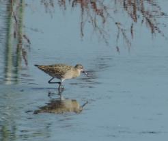 Jespák bojovný / Ruff, Lenešice pond, Sep 9th 2020