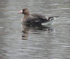 Husa běločelá / Lesser White-fronted Goose, Zbůch, Apr 17th 2021