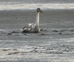 Labuť v nesnázích / Swan in trouble, Jivjany, pond, Nov 30th 2020, © Ivet Havlíčková