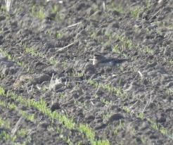 Kulík hnědý / Charadrius morinellus, Přehýšov, Sep 24 th 2022 © L. Schröpfer