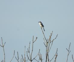 Ťuhýk šedý / Great Grey Shrike, Ves Touškov, Feb 20th 2021, © Ivet Havlíčková