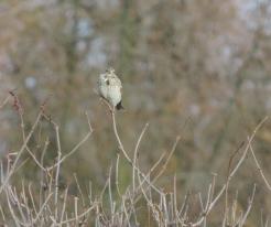 Strnad luční / Corn Bunting, Nov 17th 2020, Racov