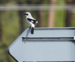 Ťuhýk šedý / Great Grey Shrike, May 8th 2021, Nemněnice
