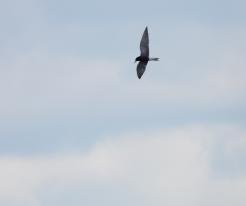 Rybák černý / Black Tern, Tuněchody, May 2nd 2020