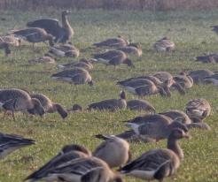 Husa malá / Lesser white-fronted goose, Pasohlávky, Distr. Břeclav, Dec 29th 2022, © J. Studecký