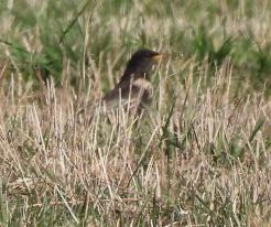 Kos horský / Ring Ouzel, Prostiboř, Tachov district, Apr 3rd 2021