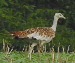Drop velký Great Bustard, 02 Sep 2023, Čistá, Rakovník distr., © P. Steinbach