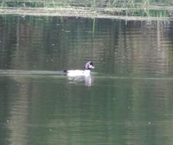 Hohol severní samec / Goldeneye male, Lochousice, Apr 26th 2020