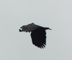 Orel mořský s vysílačkou / White-tailed Eagle with transmitter, Křakov, Domažlice district, Dec 5th 2020, © L. Votrubcová