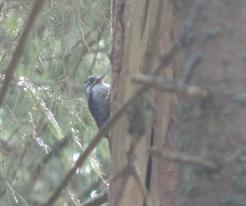 Datlík tříprstý / Tree-toed Woodpecker, Horská Kvilda-Zhůří, Apr 15th 2020