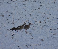 Husice nilská / Egyptian Goose, Líně - Úherce, 9th Jan 2021
